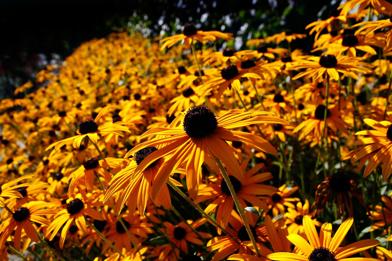 fleurs de jardin vivaces