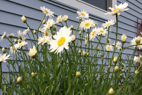 fleurs vivaces
