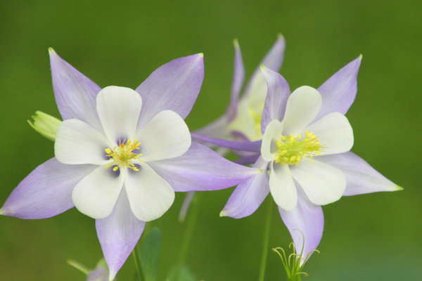 fleurs vivaces
