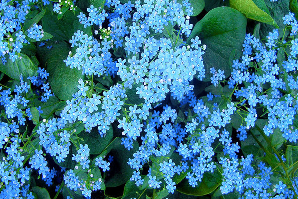 photo de fleurs vivaces