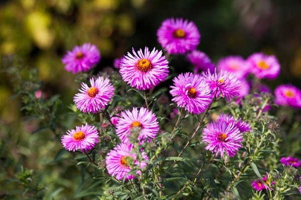 noms de fleurs vivaces