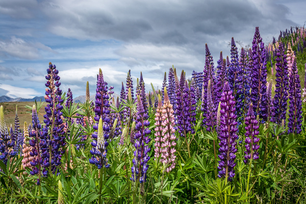 fleurs de jardin vivaces