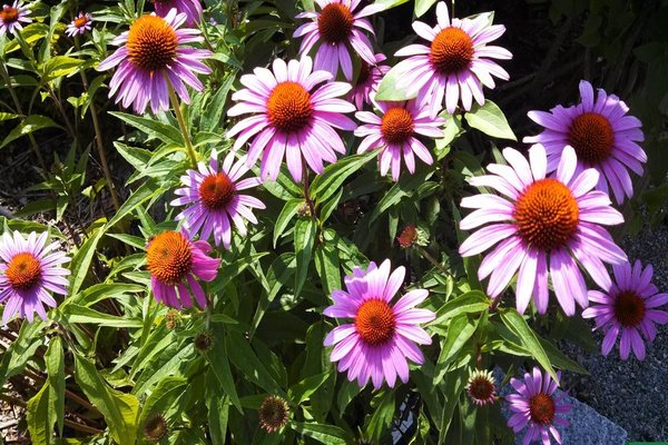 photo de fleurs vivaces