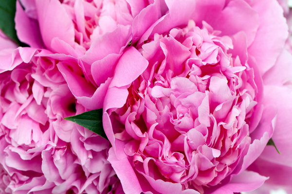 fleurs vivaces