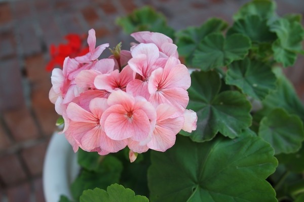 pelargonium care