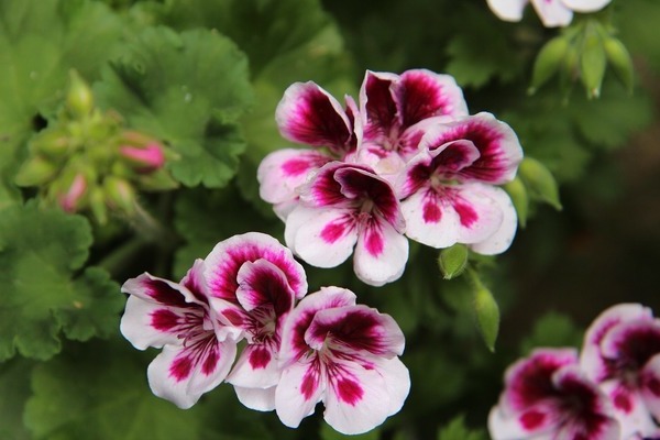 pelargonium photo