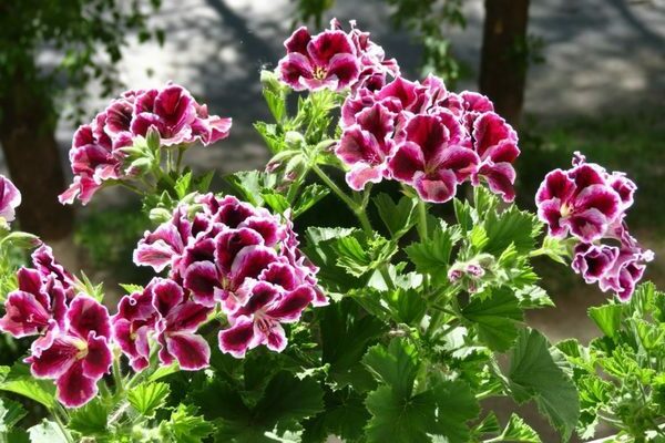 pelargonium description
