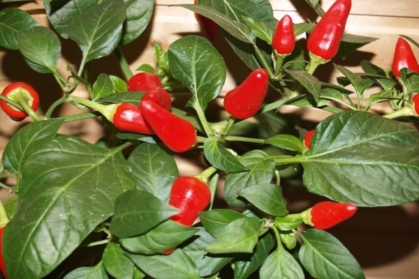Pepper Spark