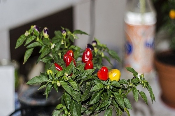 foto de luz de pimenta