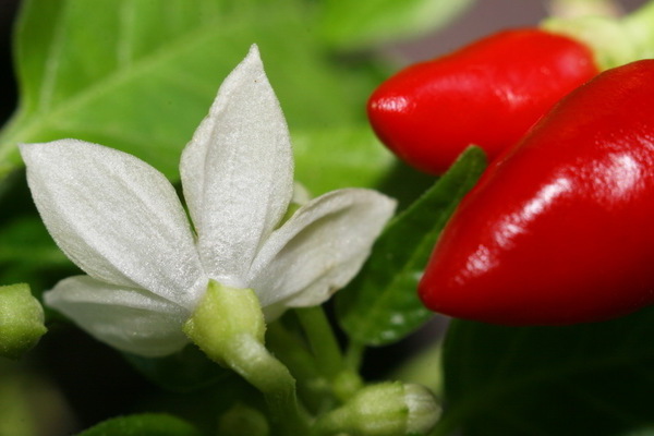 pimenta luz
