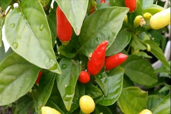 crescendo fogo de pimenta