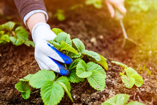 Top-Dressing-Erdbeeren im Frühling