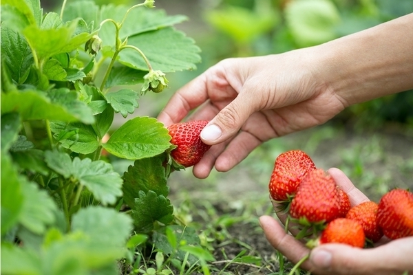 Erdbeeren im Frühjahr mit Hefe füttern