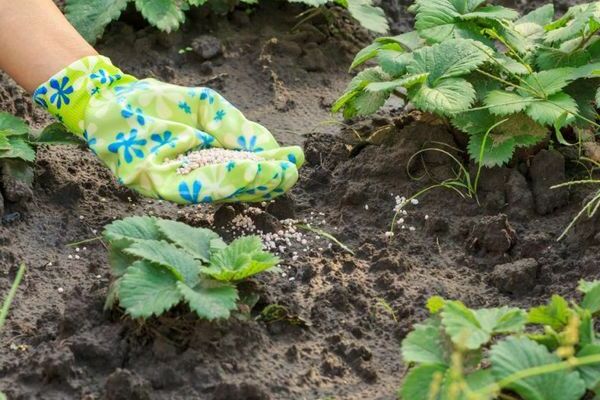 Erdbeeren im Frühjahr mit Jod füttern