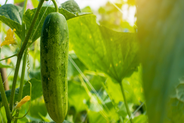 feeding cucumbers in the ground