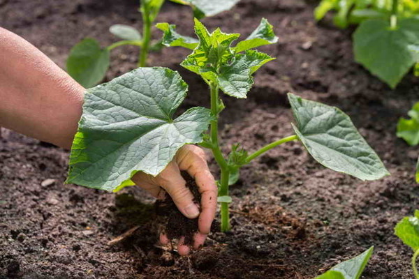 cucumbers flowering top dressing