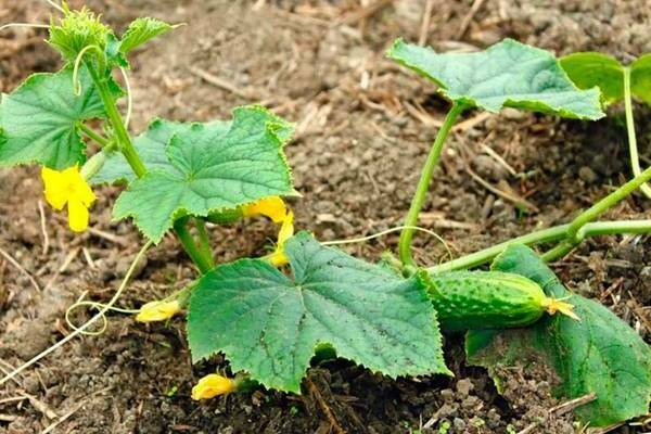 Feeding cucumbers