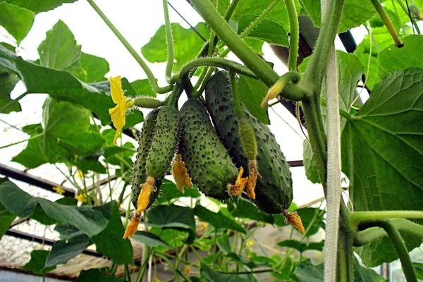 feeding cucumbers in the ground