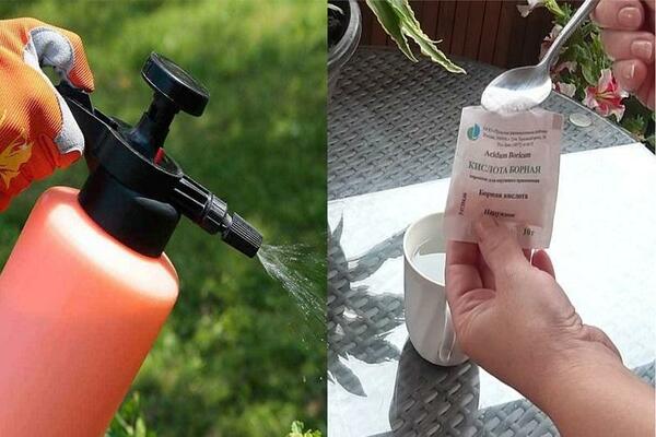 feeding tomatoes