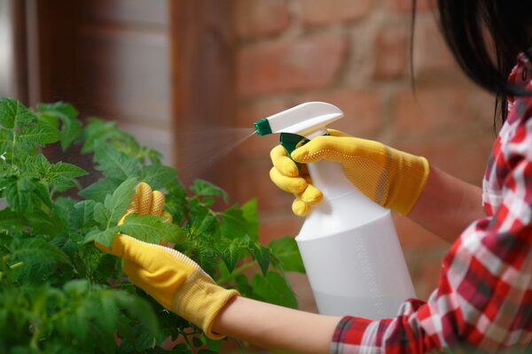 feeding tomatoes with boric acid