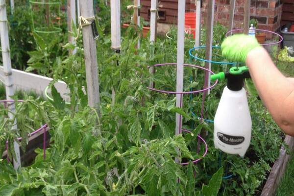 feeding tomato seedlings at home