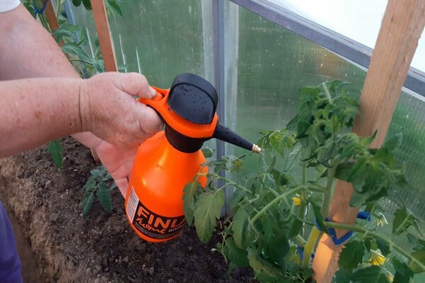 feeding tomato seedlings at home