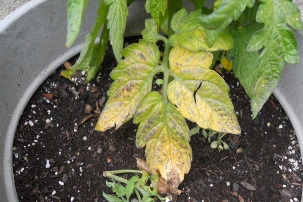 Les tomates jaunissent les feuilles près des semis