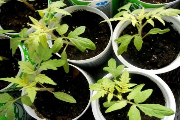 pourquoi les feuilles des plants de tomates jaunissent