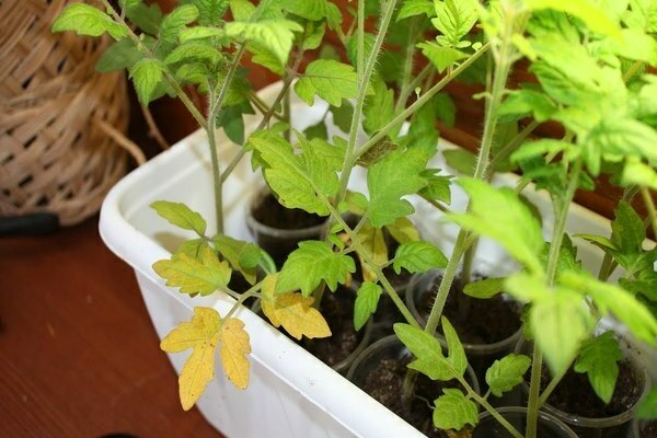 les feuilles jaunissent sur les semis de tomates que faire