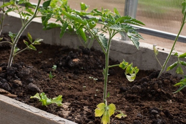 les semis de tomates jaunissent les feuilles raison
