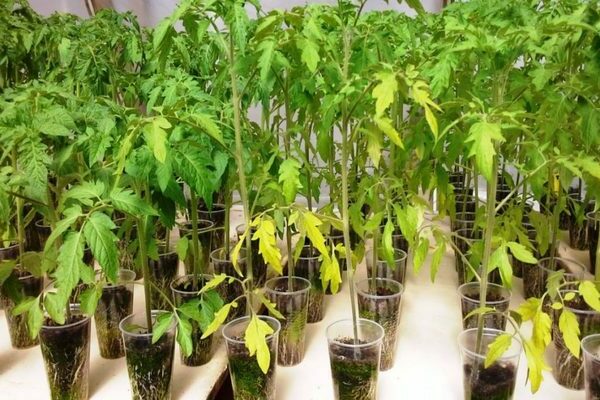 les tomates jaunissent les feuilles des semis