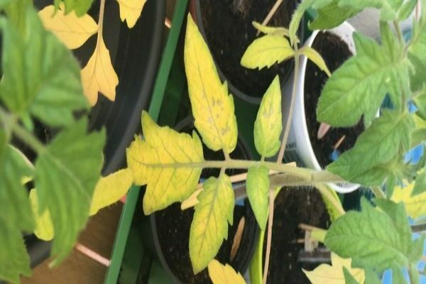 pourquoi les feuilles des plants de tomates jaunissent