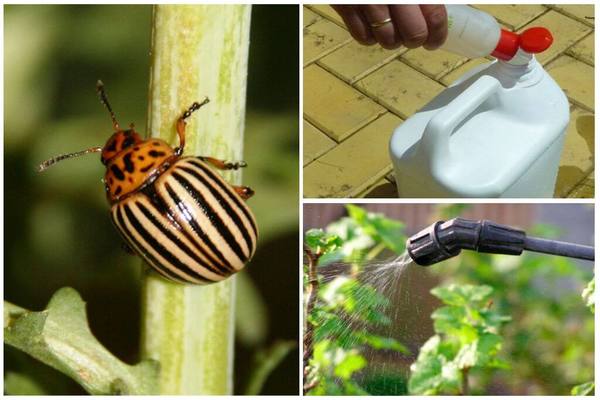 regent from the Colorado potato beetle
