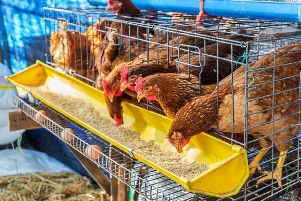 hazel hens reviews