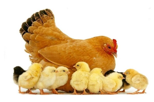 how to give hazel hens to layers