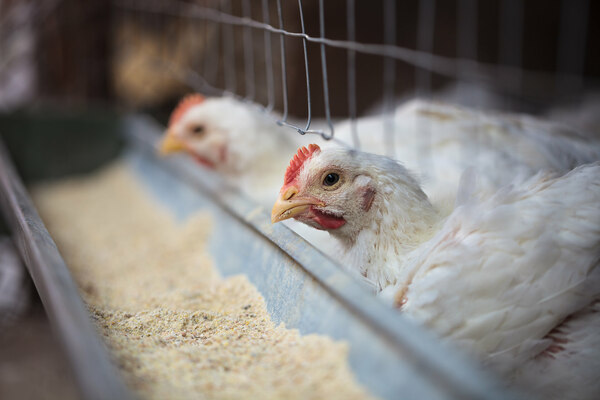 hazel-hens for laying hens instructions