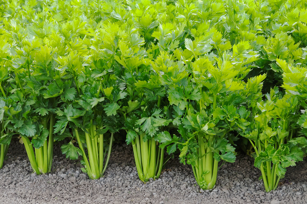 stalked celery cultivation and care