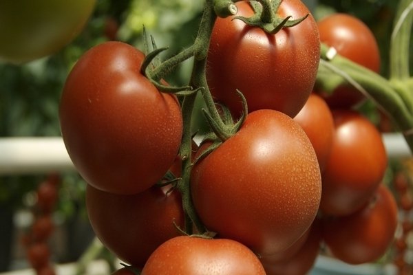 Variétés de tomates