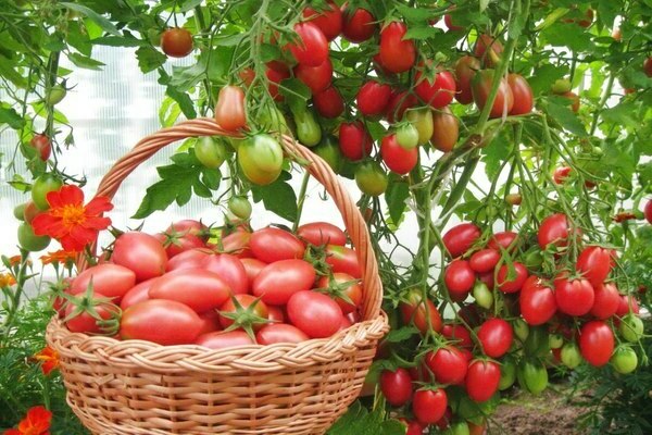 les meilleures variétés de tomates