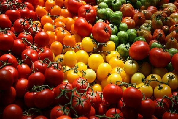 variétés de tomates