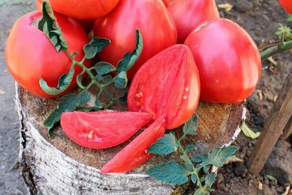 variétés de tomates avis photo