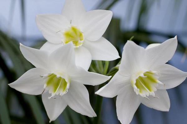 Eucharis flower