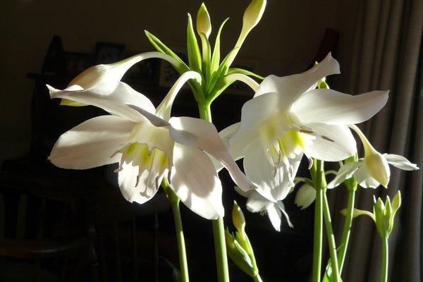 eucharis flower care
