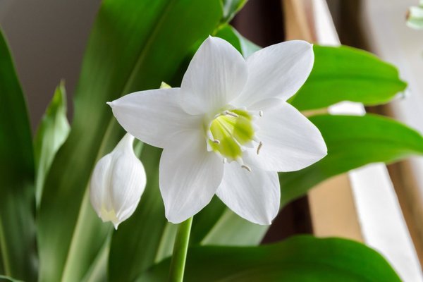 eucharis flower home care