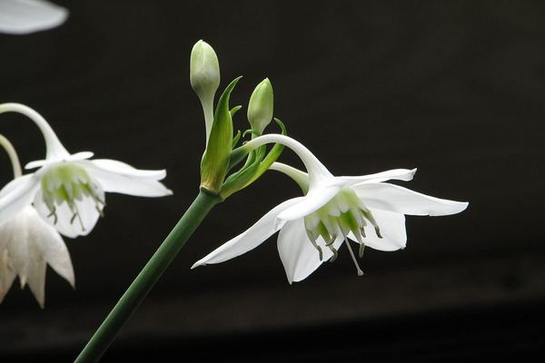 indoor flower eucharis photo