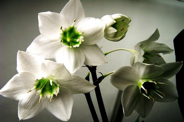 eucharis flower