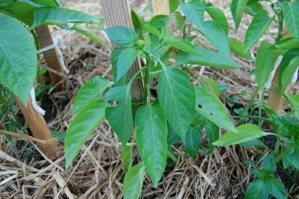 what fertilizer to feed pepper