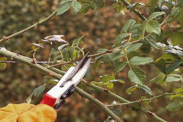 roses care in autumn preparation for winter