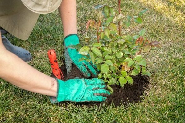 Caring for roses in autumn