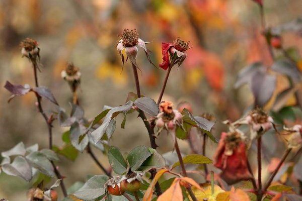 roses care in autumn pruning